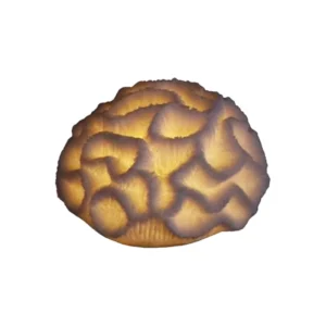 Sense Aroma - Mini Brain Coral Lamp - L79708 Lit Up